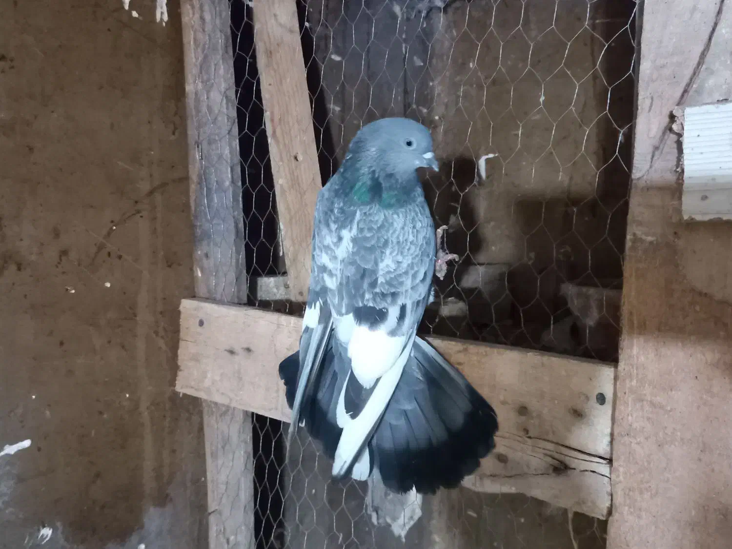 کبوتر بالاگیر|پرنده|کارون, |دیوار