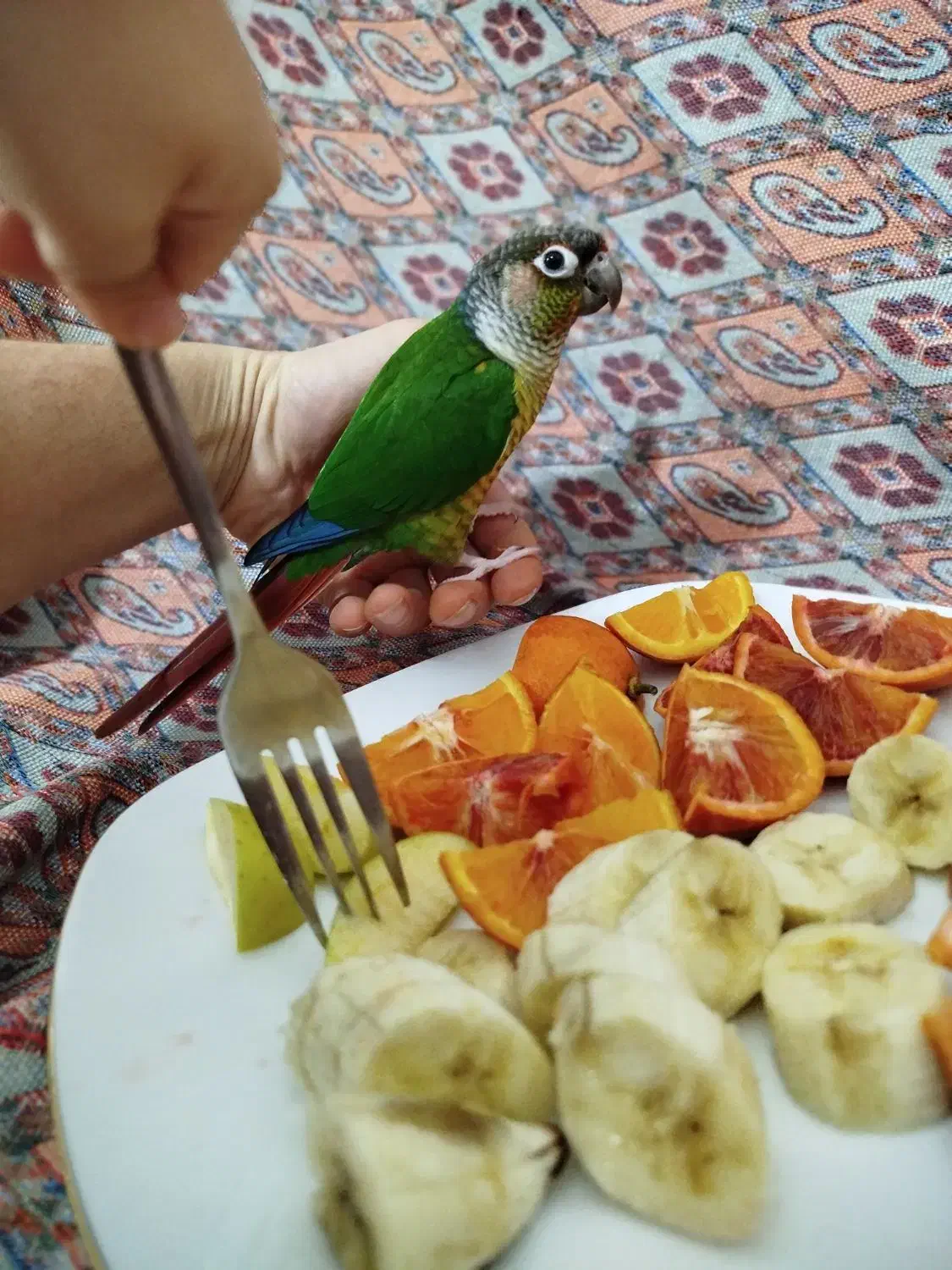 گرینچیک ، دستی|پرنده|هشتگرد, مدرس|دیوار