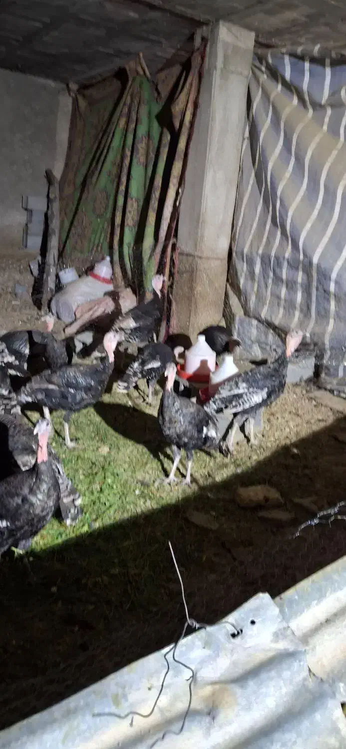 بوقلمون.|حیوانات مزرعه|پاسارگاد, |دیوار