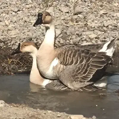 قوغاز|حیوانات مزرعه|گرگان, |دیوار