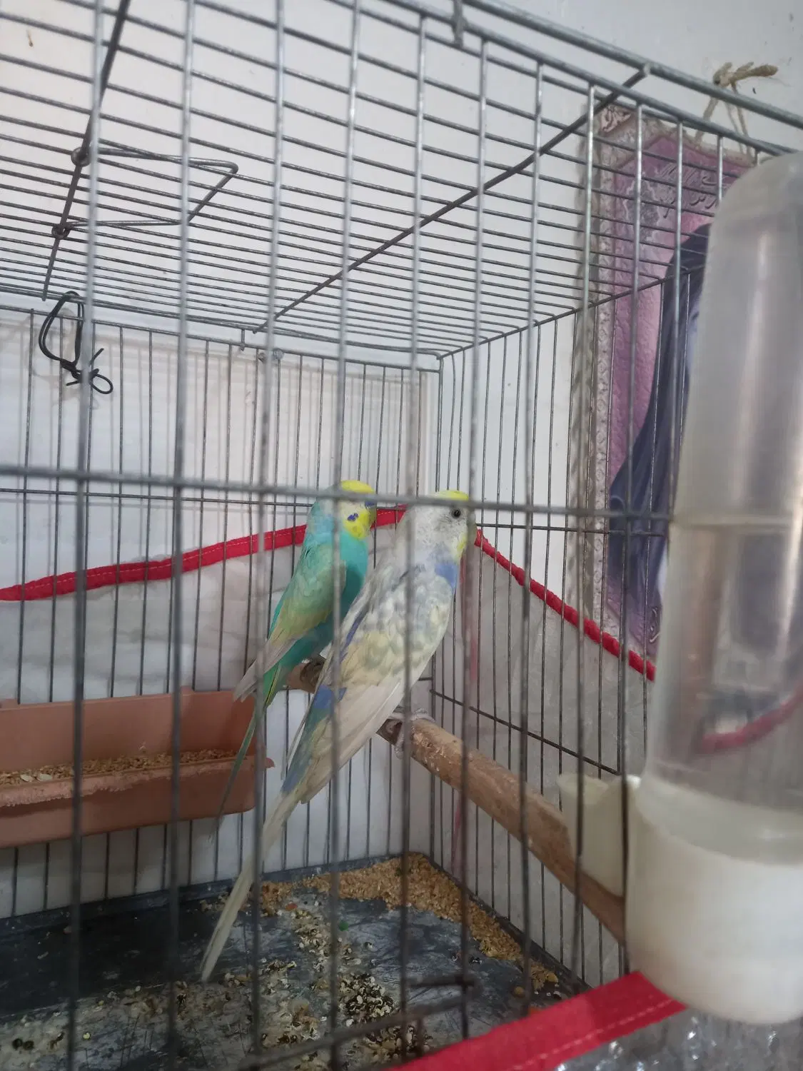 مرغ عشق|پرنده|اهواز, پردیس دو|دیوار
