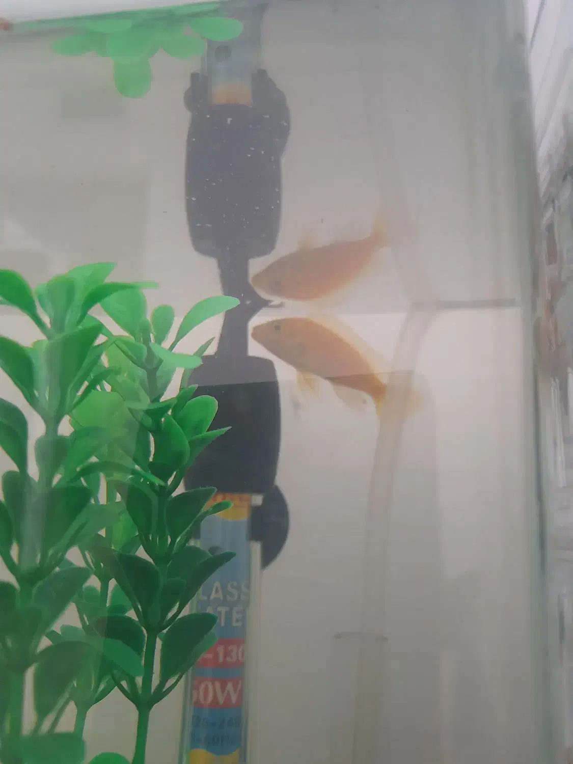 ماهی سیچیلاید|ماهی|شاهرود, |دیوار