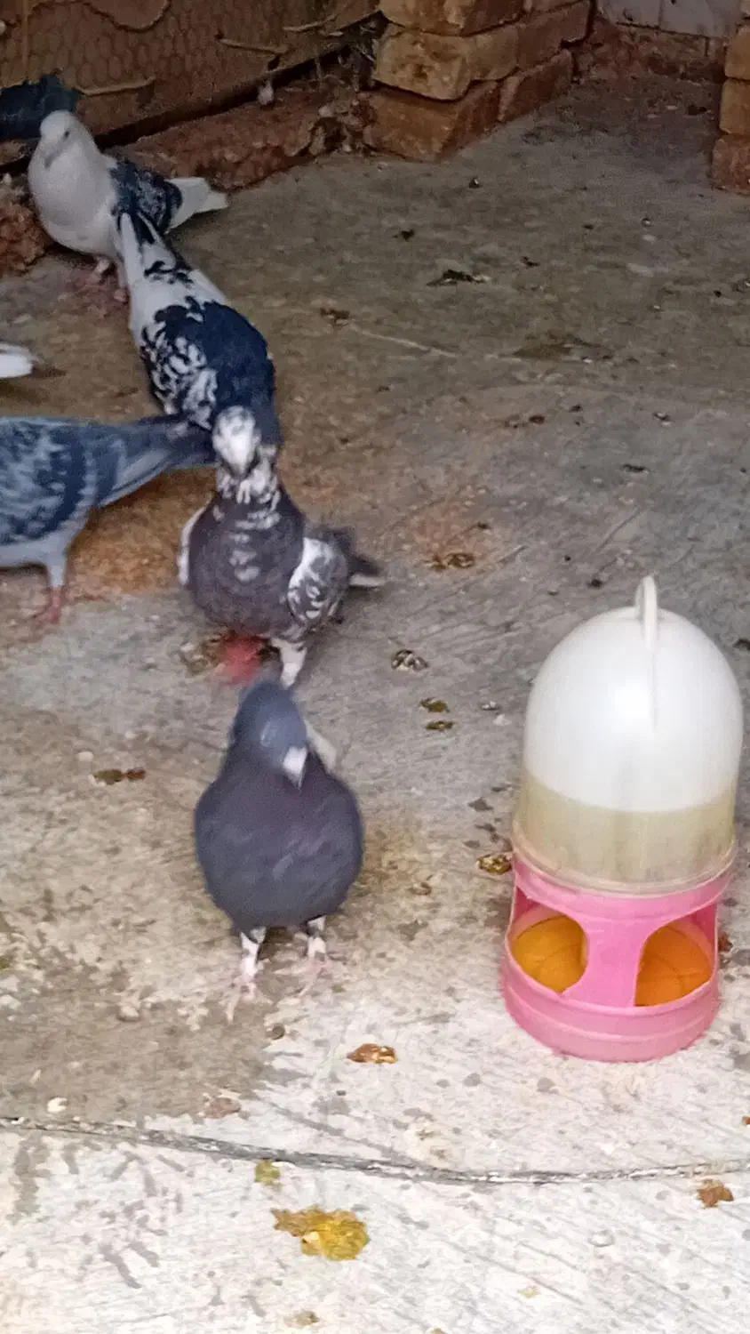 کفتر|پرنده|بفروئیه, |دیوار