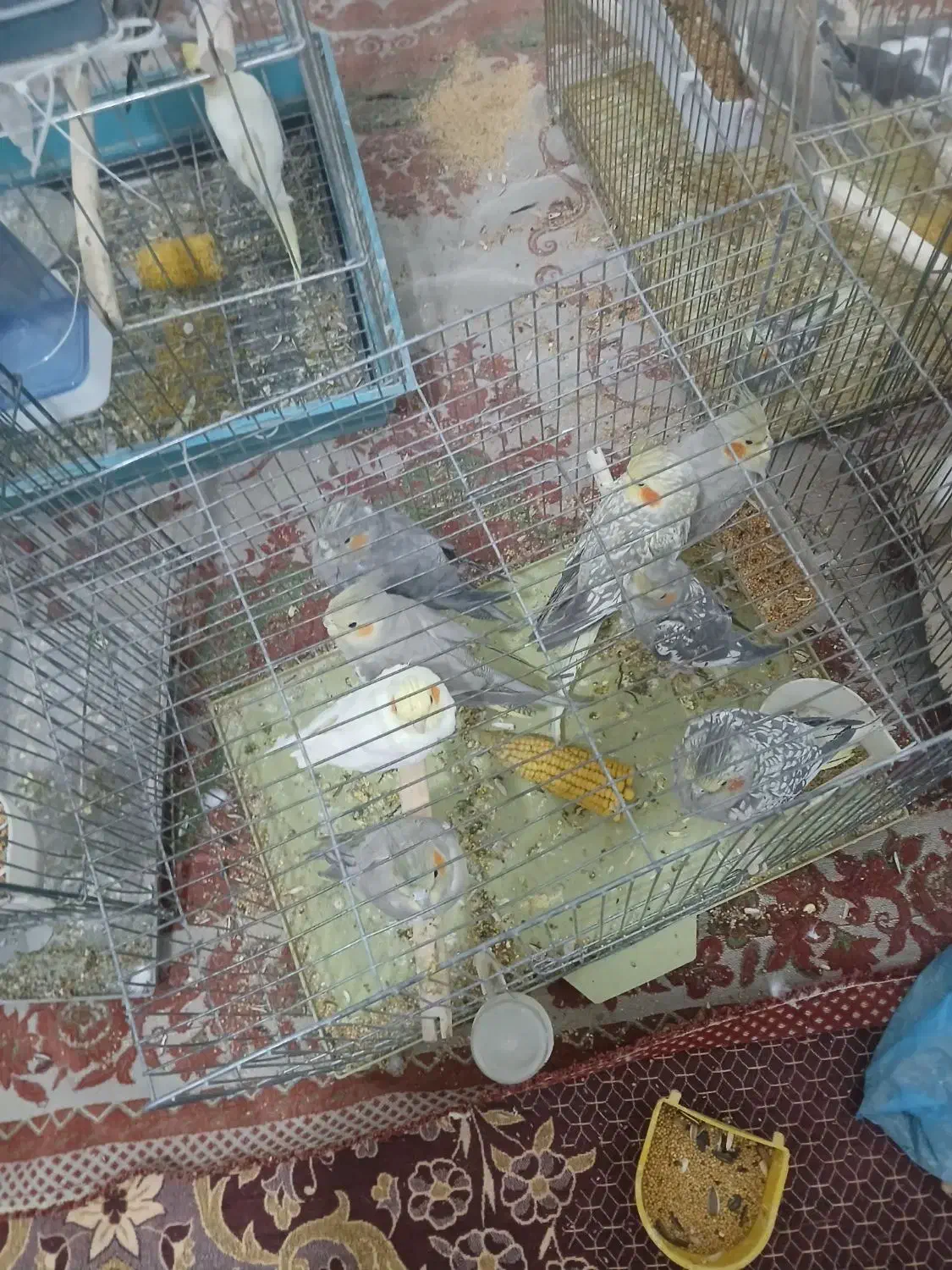 فروش ویژه عروس هلندی دستی و جفتی و تکی نر وماده|پرنده|داراب, |دیوار