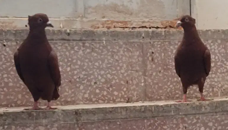 کبوتر فروشی  سرخ|پرنده|بهبهان, |دیوار