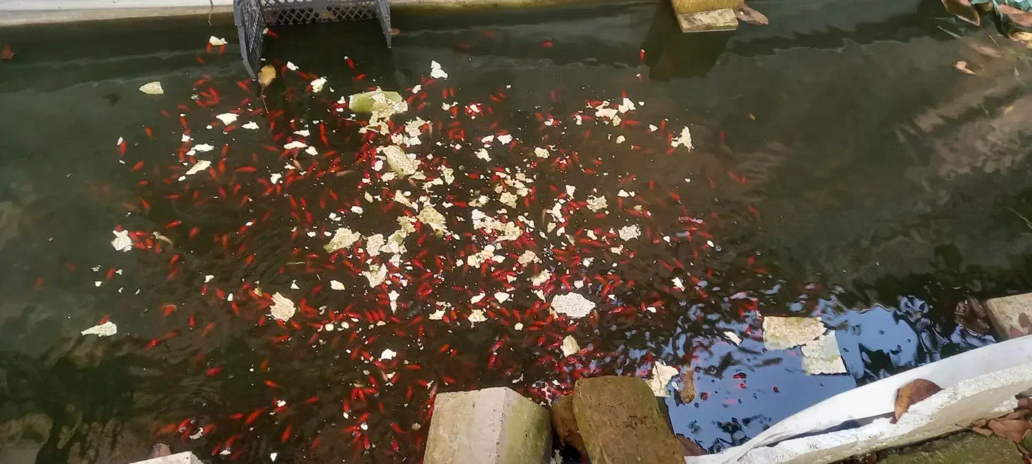 ماهی قرمز شب عید عمده|ماهی|کیش, |دیوار