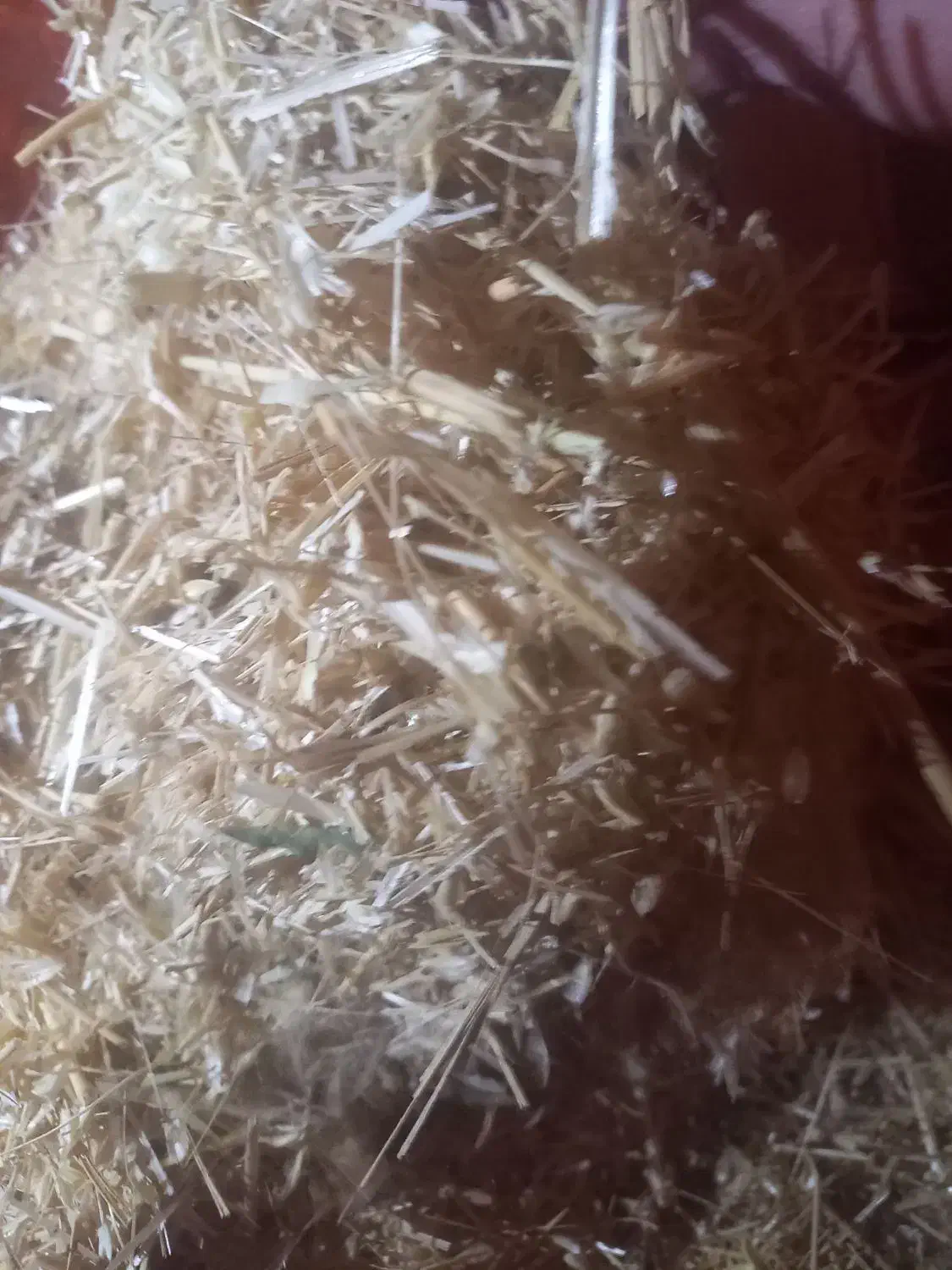 کاه درجه یک نیاز به تعریف نداره|عمدهفروشی|آبدانان, |دیوار