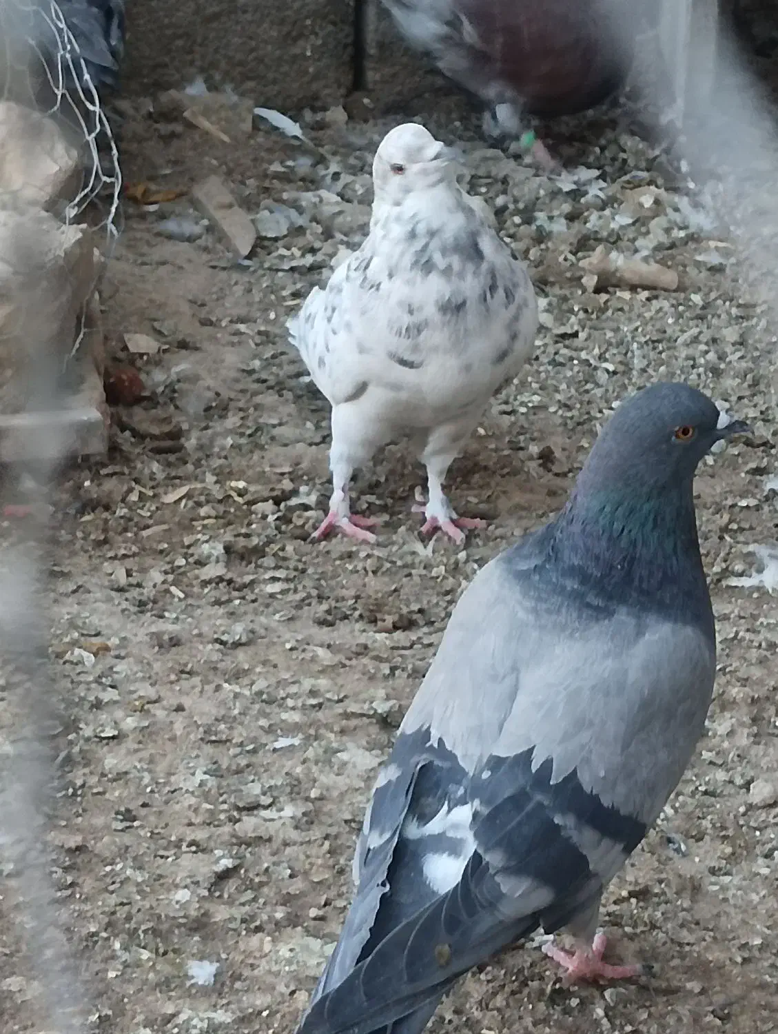 نر هفت رنگ|پرنده|هیرمند, |دیوار