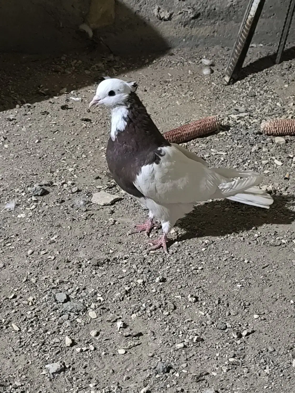 کبوتر طوقی سرخ|پرنده|حبیب آباد, |دیوار