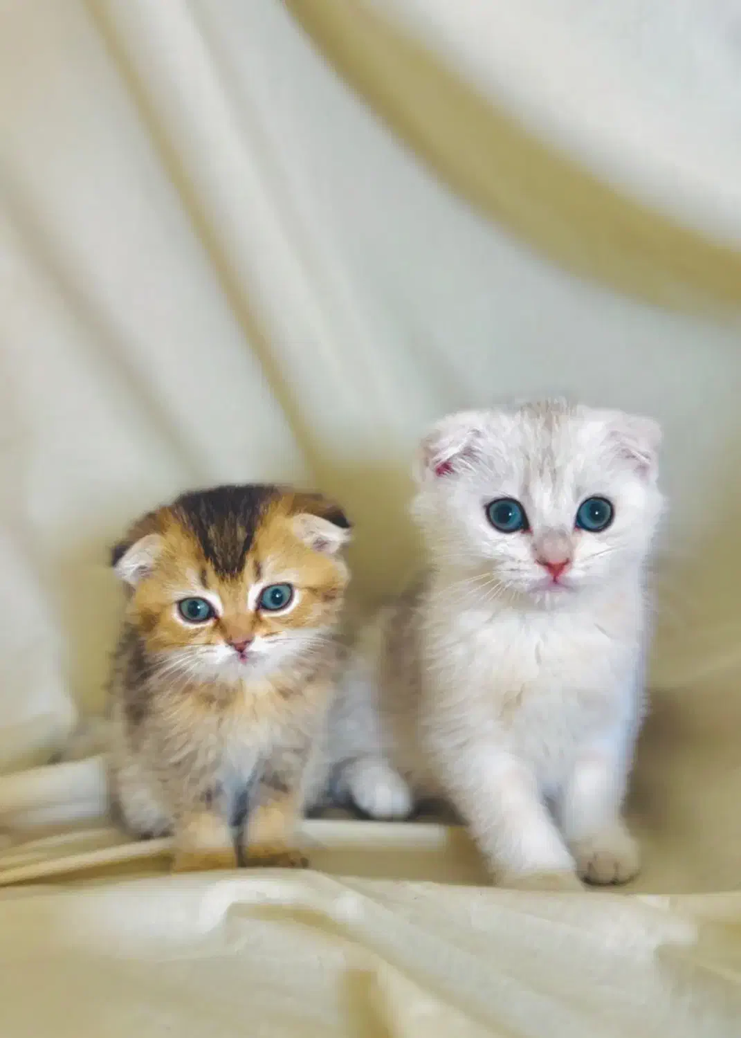 گربه های اصیل و خاص|گربه|تهران, تهرانسر مرکزی|دیوار