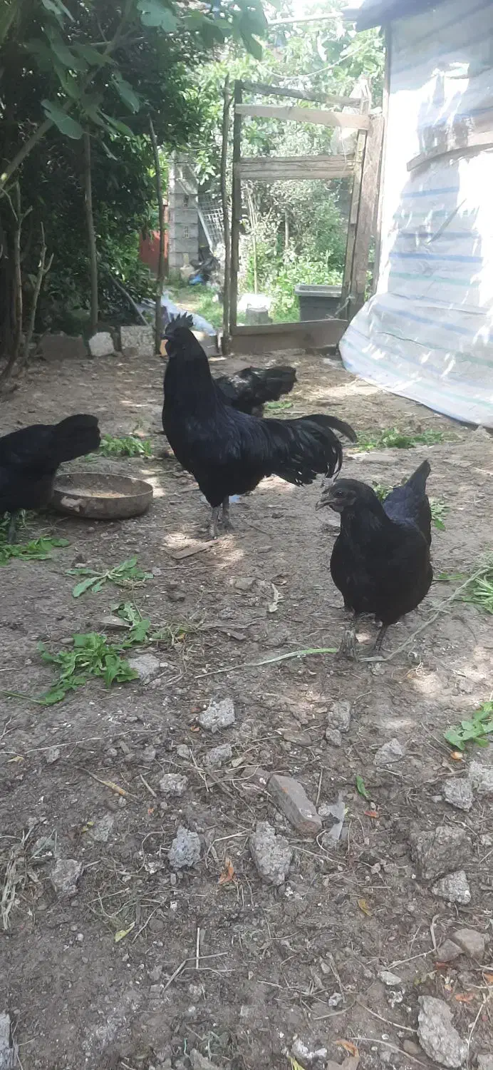 حراج مرغ و خروس آیام سمانی|حیوانات مزرعه|لاهیجان, لیل|دیوار