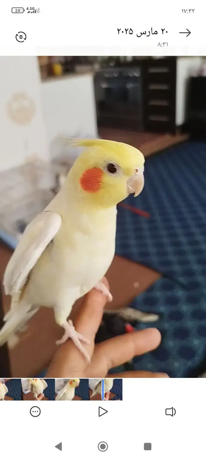 عروس هلندی گمشده|حیوانات|بیرجند, |دیوار