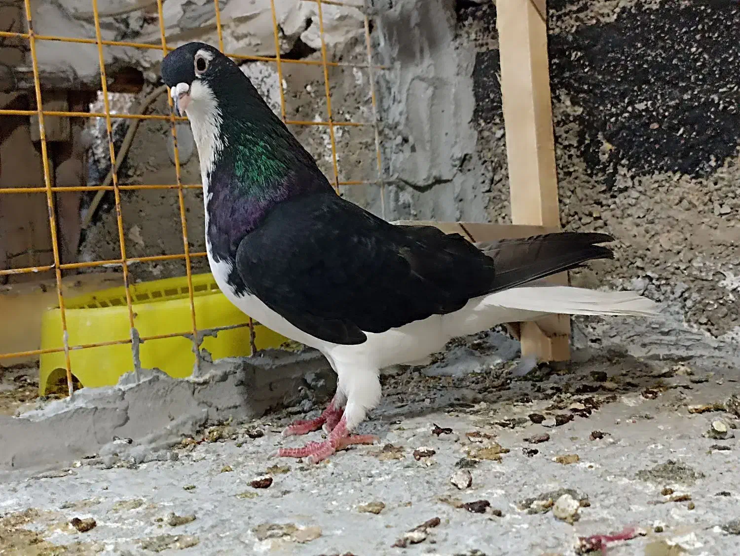 کفتر|پرنده|داراب, |دیوار