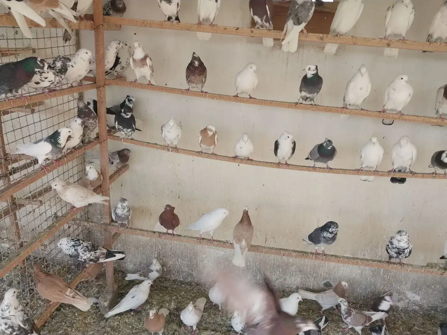 کبوتر|پرنده|ورامین, خیر آباد|دیوار