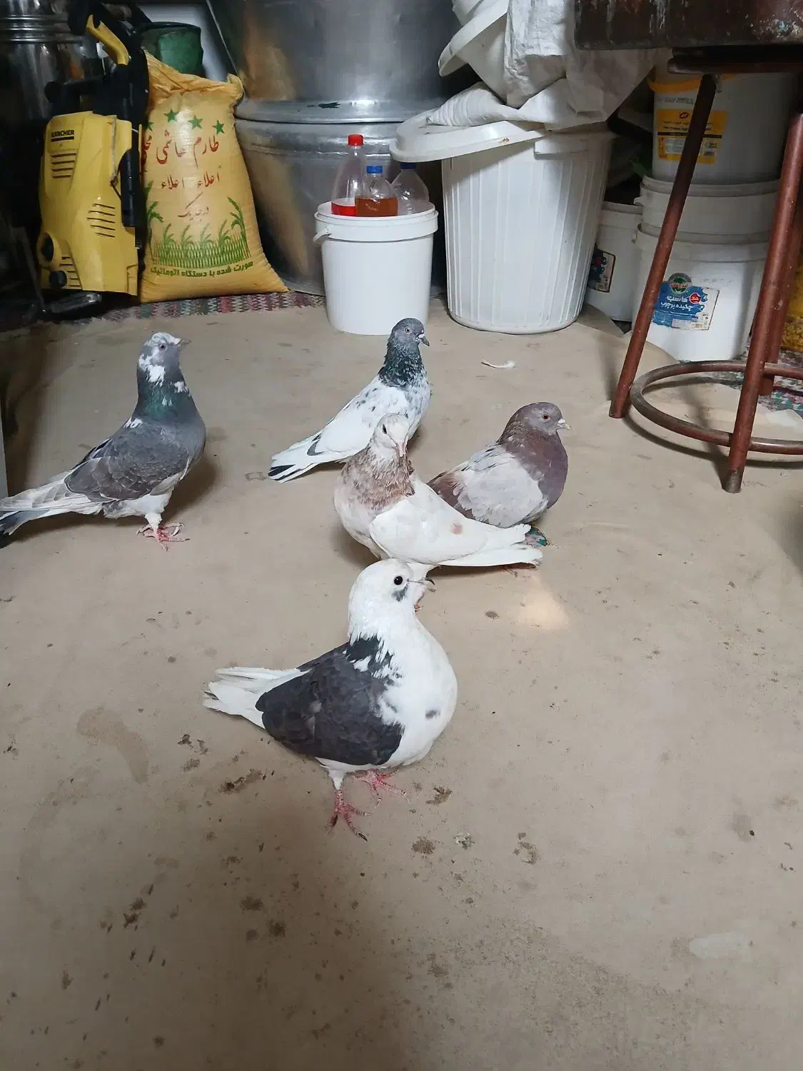 کبوتر|پرنده|پاکدشت, شهرک انقلاب|دیوار