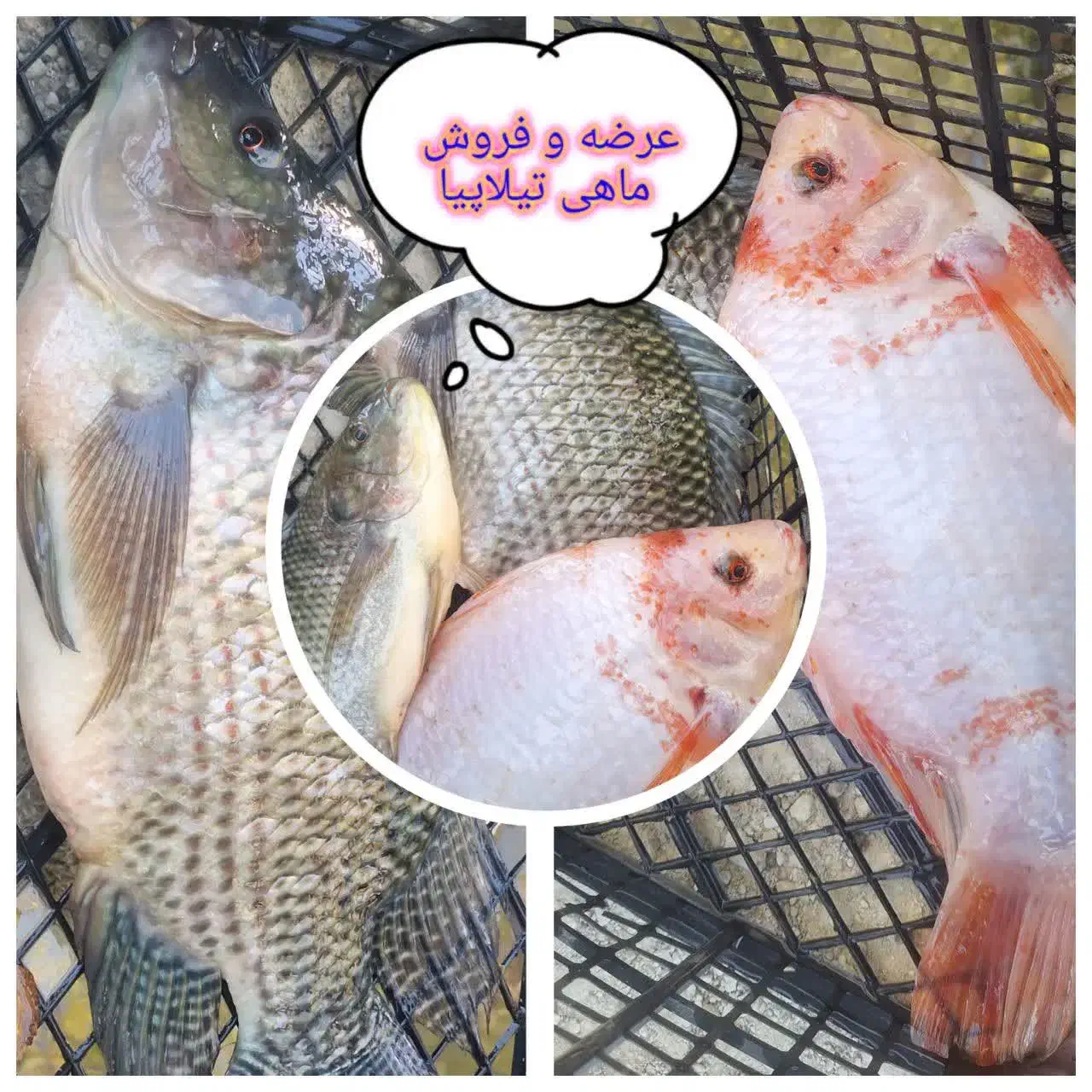 فروش ماهی تیلا پیا میانگین وزن900گرم|ماهی|ابرکوه, |دیوار