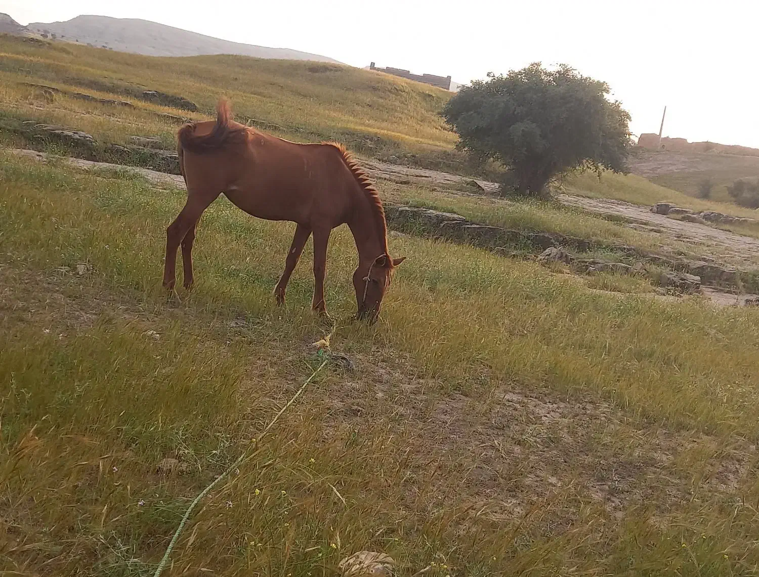 اسب|اسب و تجهیزات اسبسواری|مسجد سلیمان, |دیوار