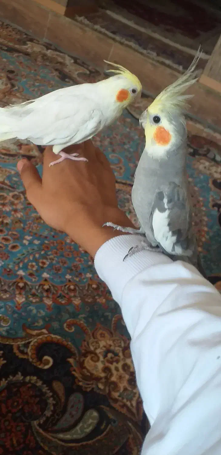 طوطی|پرنده|ایوان, |دیوار