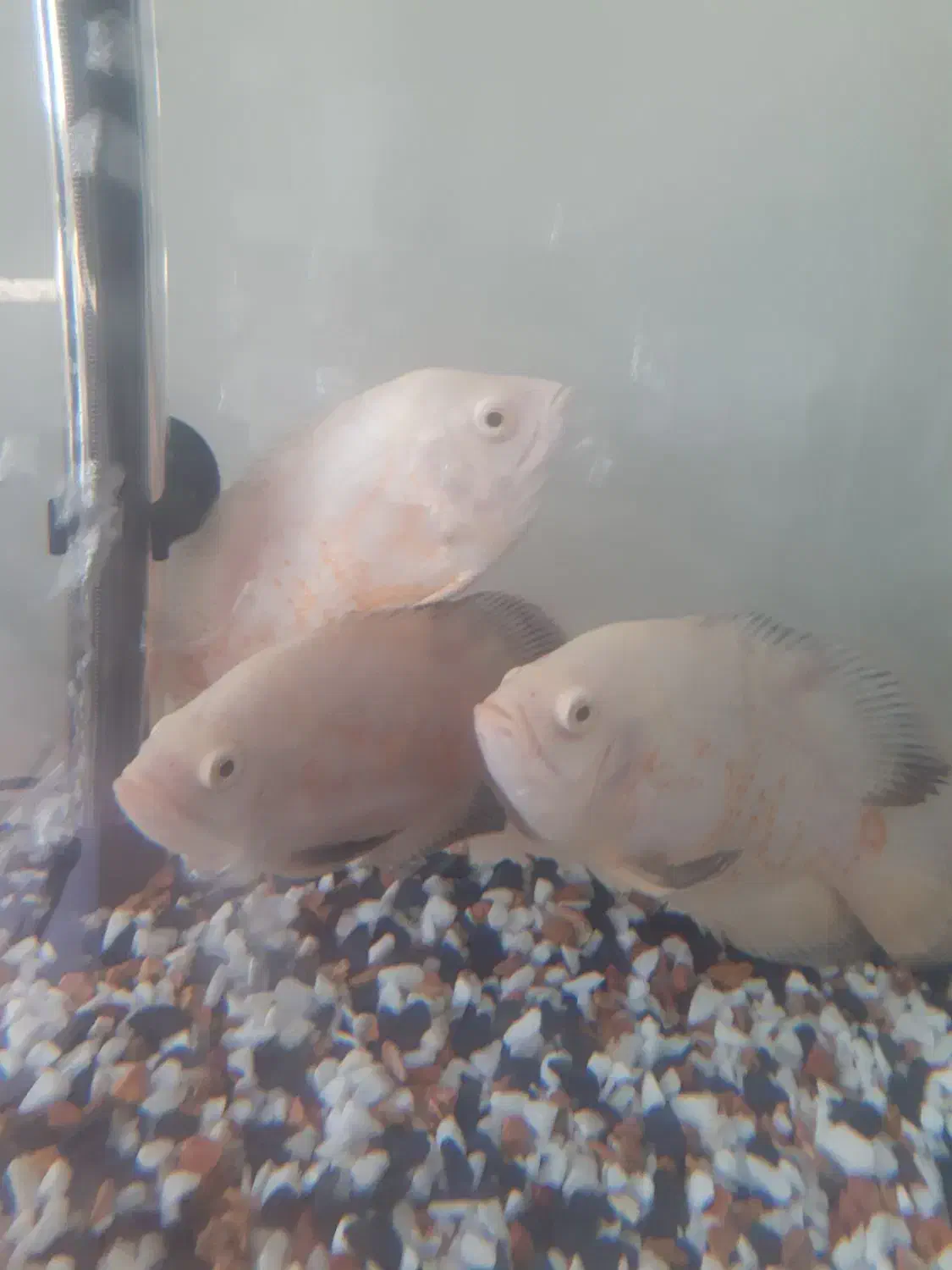 ماهی اسکار سفید|ماهی|گرگان, |دیوار