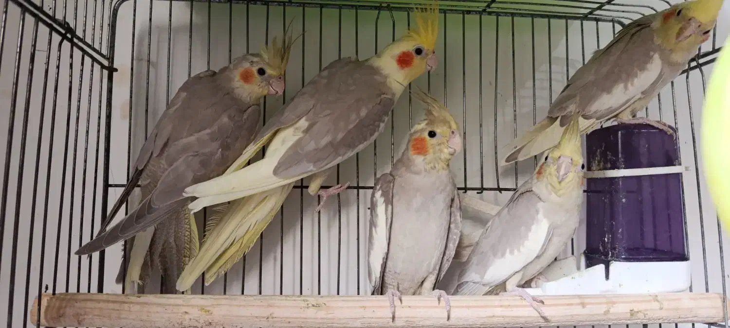 عروس هلندی|پرنده|لنگرود, |دیوار