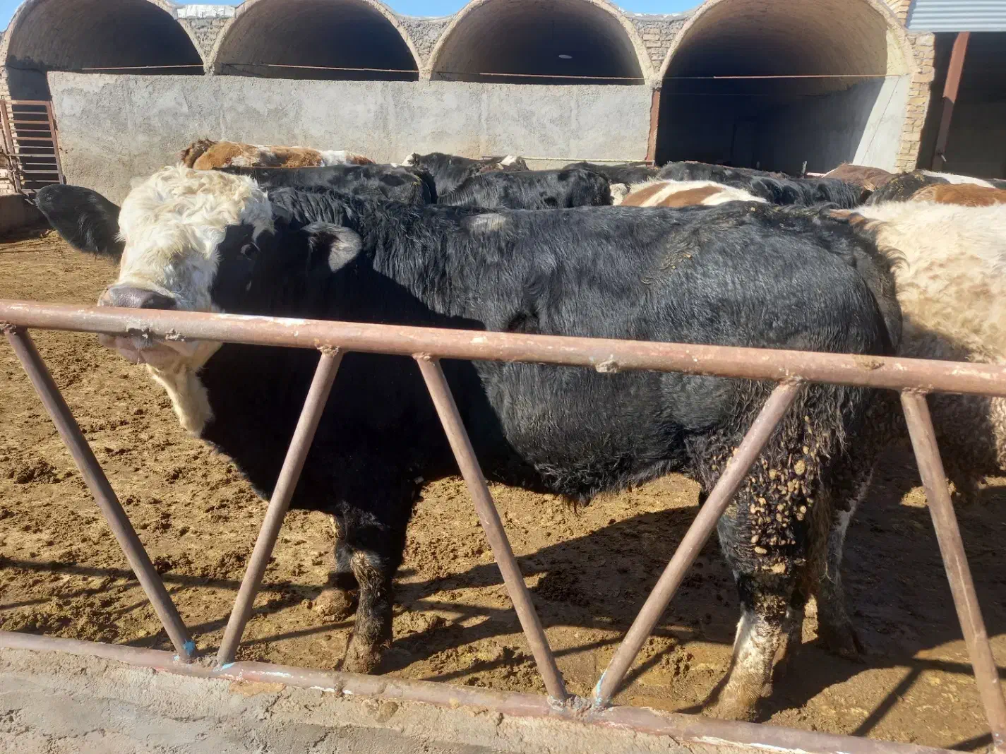 گوساله پرواری سمینتال|حیوانات مزرعه|ری, علایین|دیوار