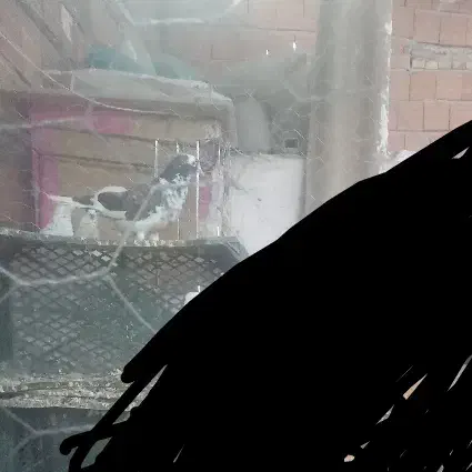 کبوتر گمشده|پرنده|فاضل آباد, |دیوار