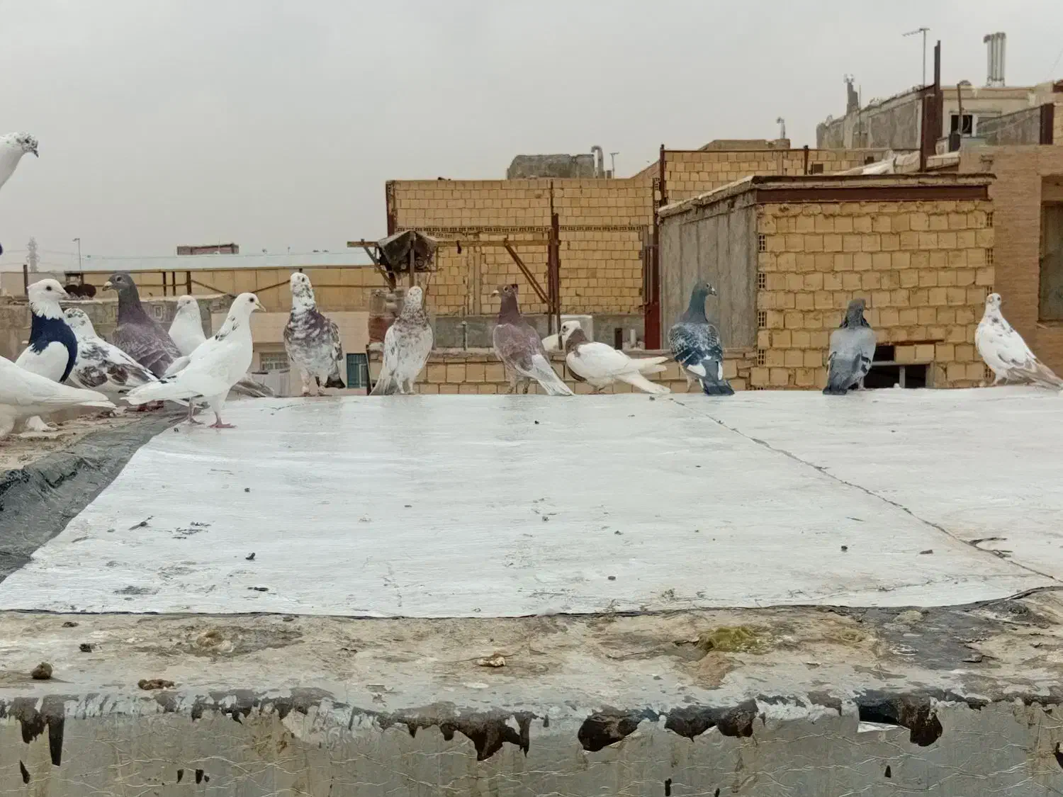 کبوتر فروشی|پرنده|رباط‌کریم, شترخوار|دیوار