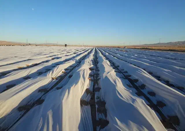 فوم کشاورزی|خدمات باغبانی و درختکاری|حاجی آباد, |دیوار