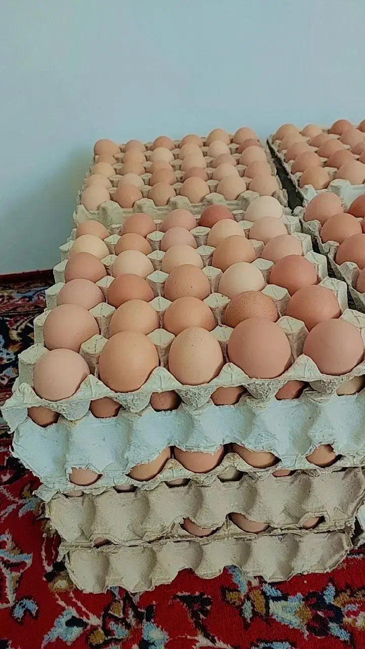 تخمه مرغ محلی روستایی|خوردنی و آشامیدنی|مریوان, |دیوار