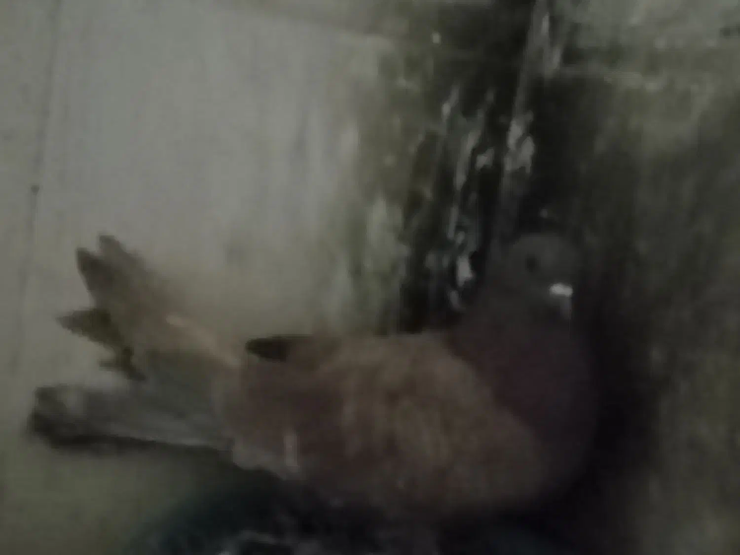 تهرانی ماده|پرنده|خاش, |دیوار