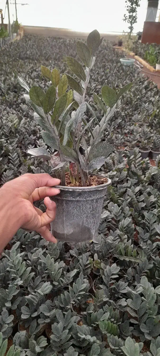 زاموفولیا سوپر بلک|گل و گیاه طبیعی|محلات, |دیوار