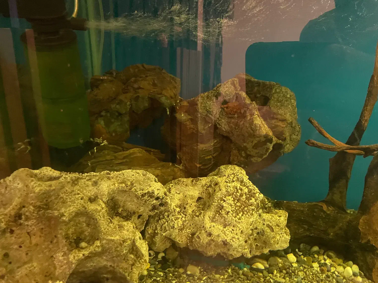 آکواریوم بزرگ|ماهی|گرگان, |دیوار