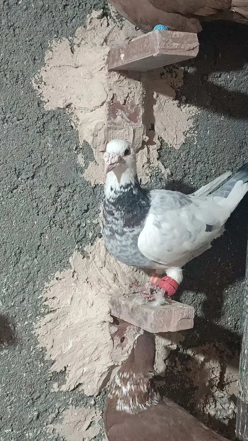 کفتر جفت گاهی|پرنده|مشهد, طبرسی شمالی|دیوار