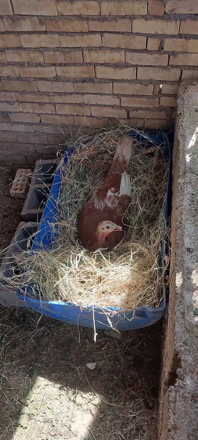 بوقلمون تخم گذار|حیوانات مزرعه|امیدیه, |دیوار