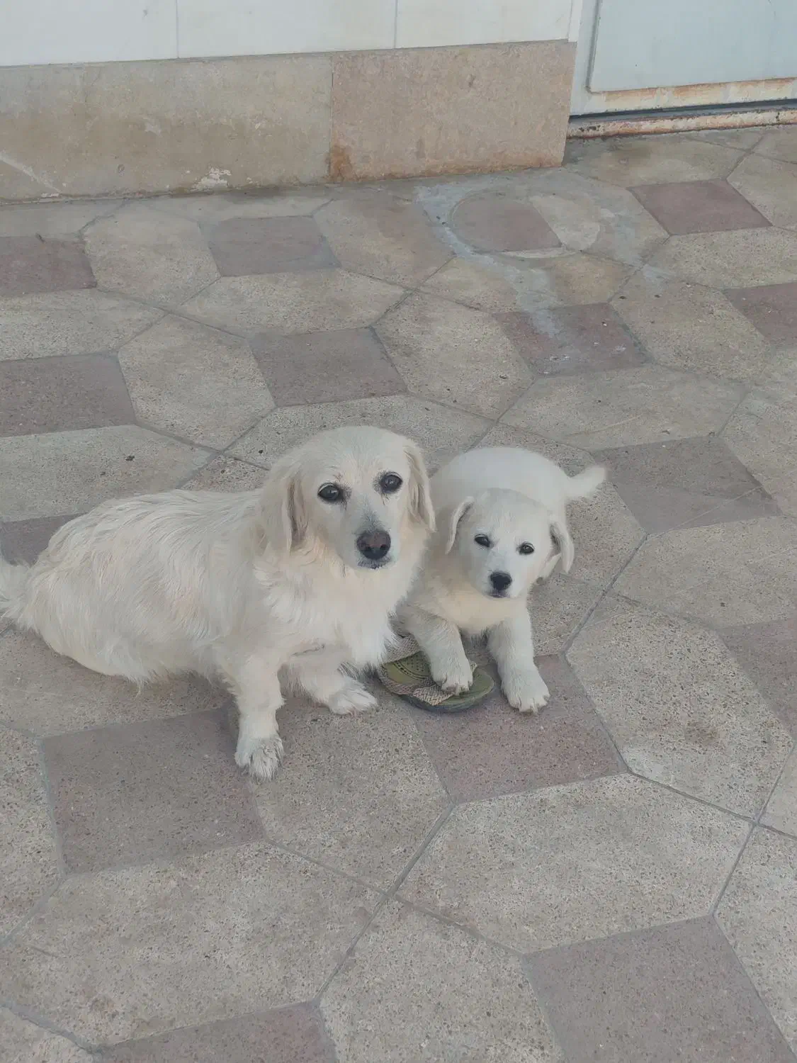 چند تا سگ معاوضه|سگ|کوار, |دیوار