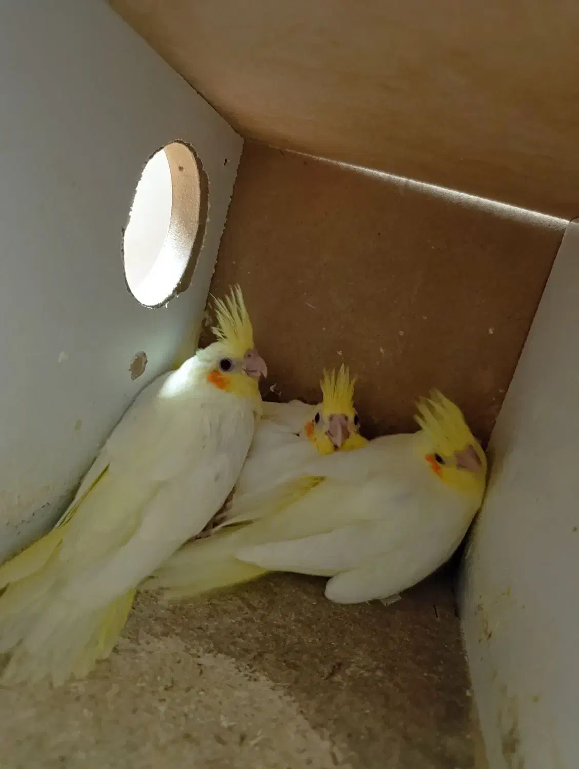 جوجه عروس|پرنده|قم, شاه سید علی|دیوار