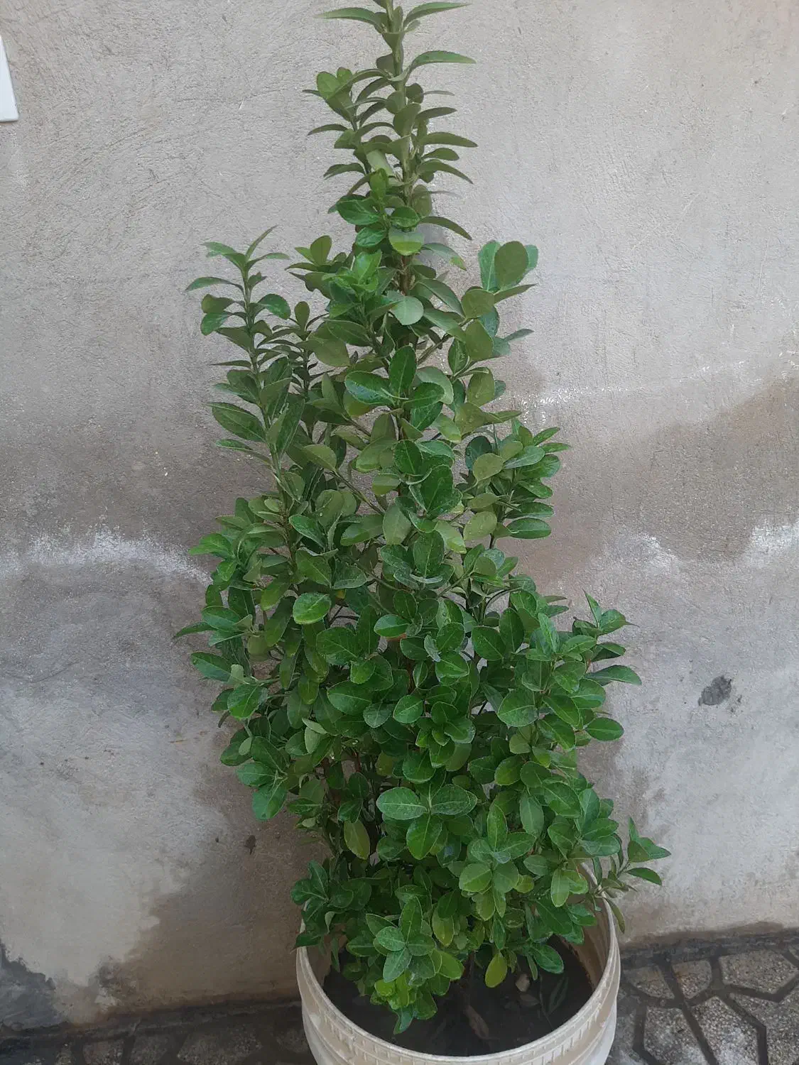 شمشاد|گل و گیاه طبیعی|شیراز, دارالرحمه|دیوار