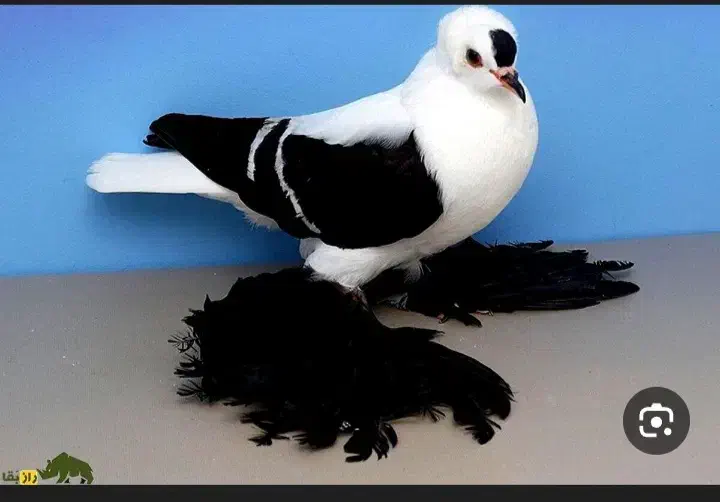 کبوتر با سگ|پرنده|کوهدشت, |دیوار