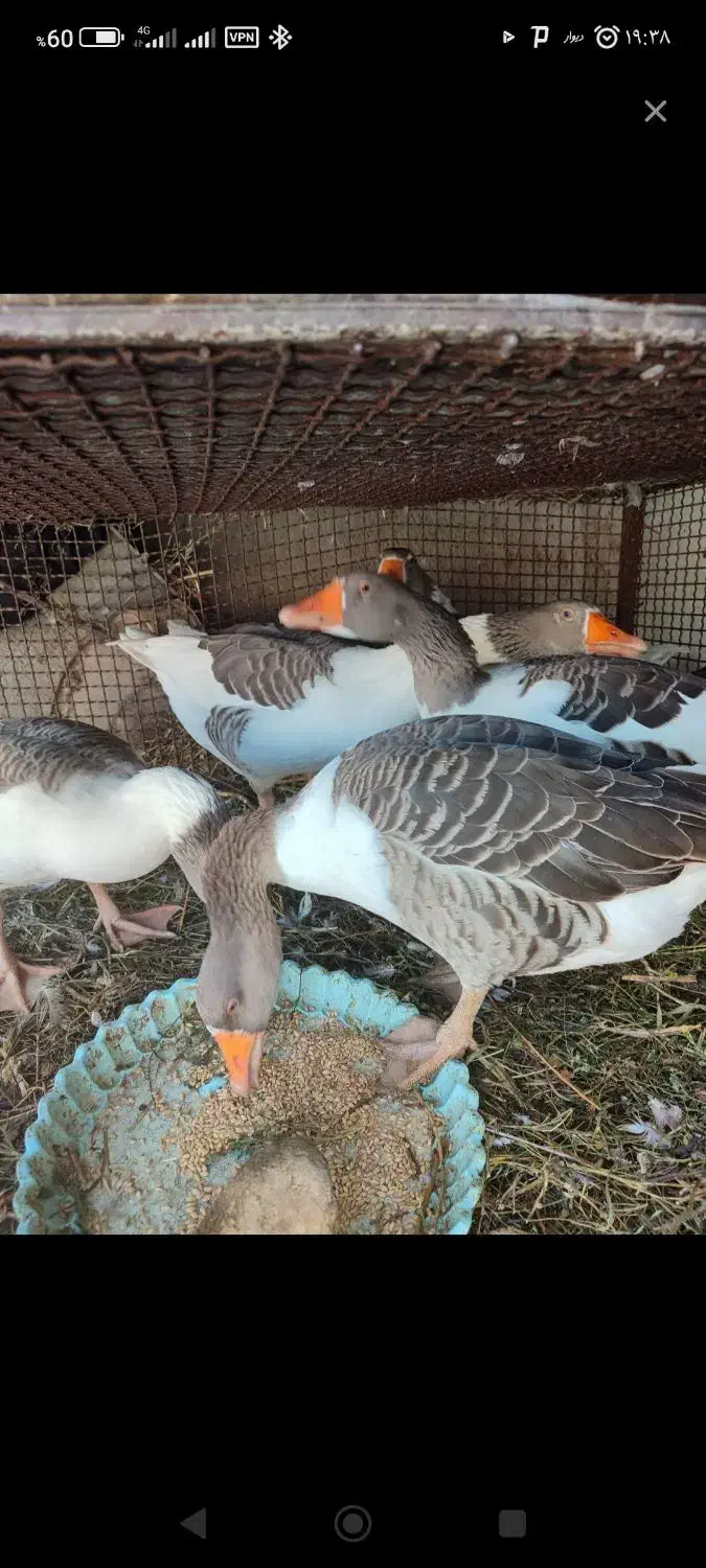 غاز محلی شمالی|حیوانات مزرعه|یاسوج, |دیوار