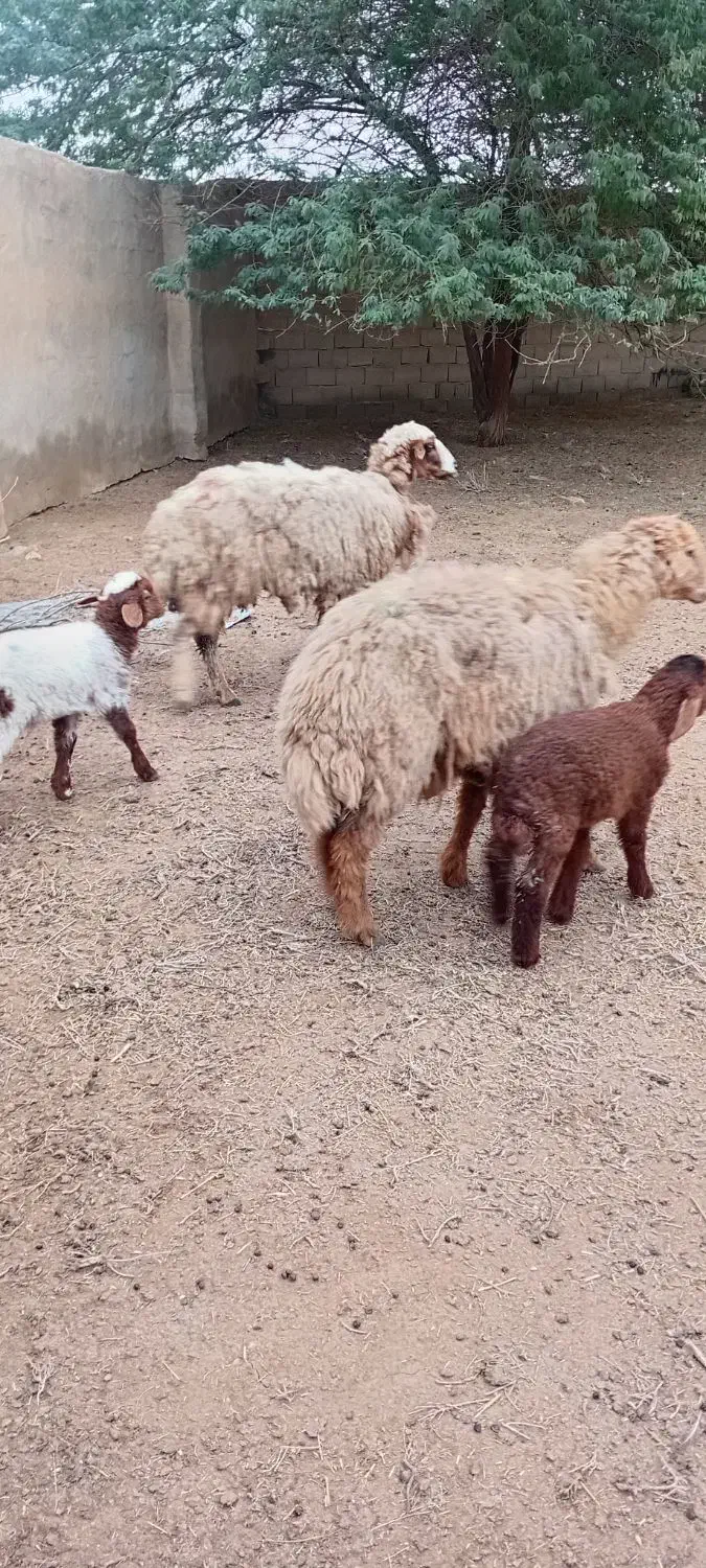 گوسفند|حیوانات مزرعه|باوی, |دیوار