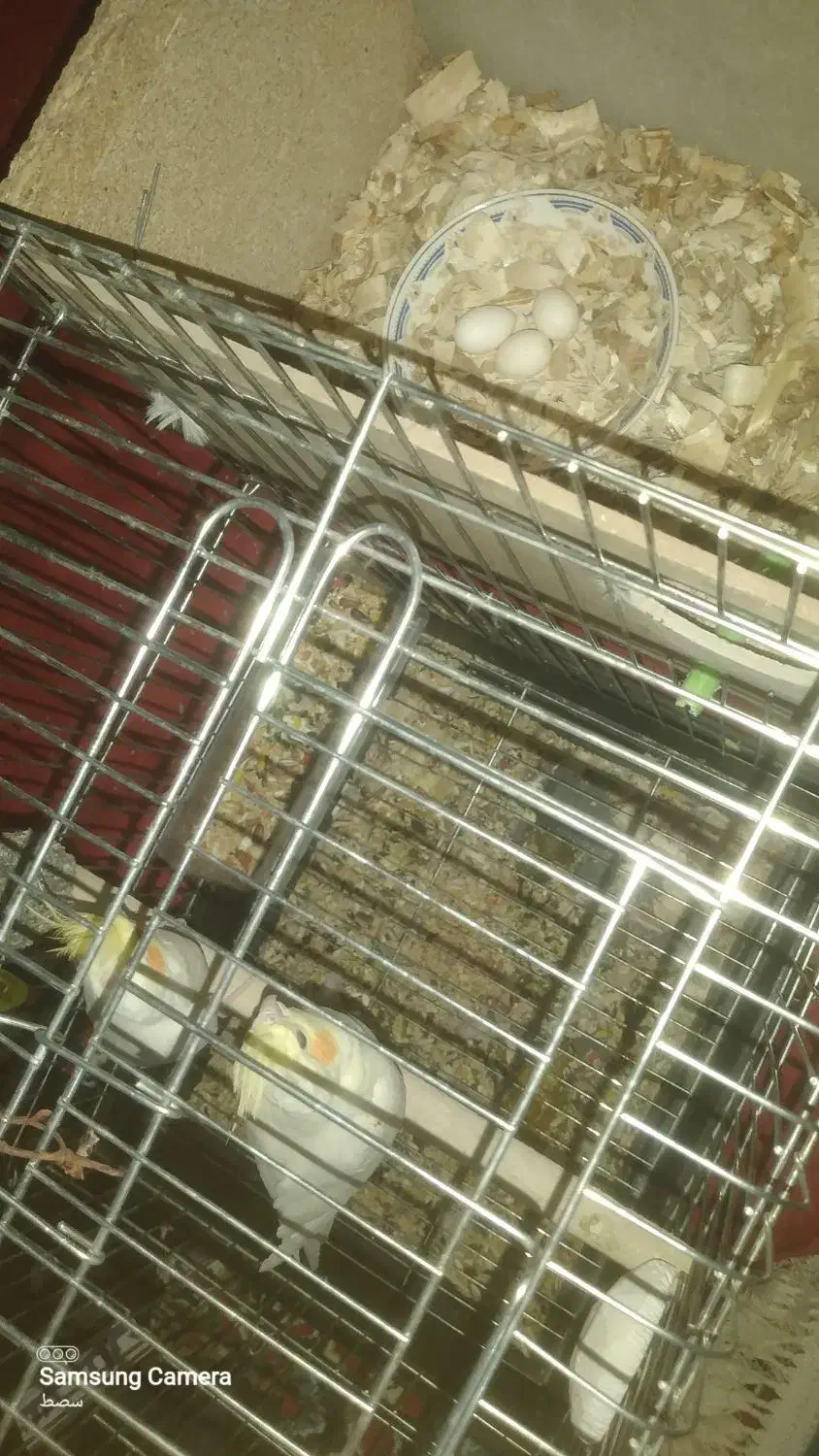 گمشده یک جفت عروس هلندی لوتینو  سهره  قناری|حیوانات|کوهدشت, |دیوار