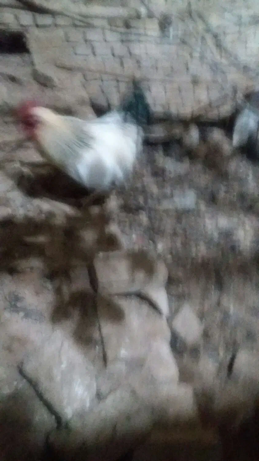 تخم نطفه دار وخوراکی|حیوانات مزرعه|یزد, |دیوار