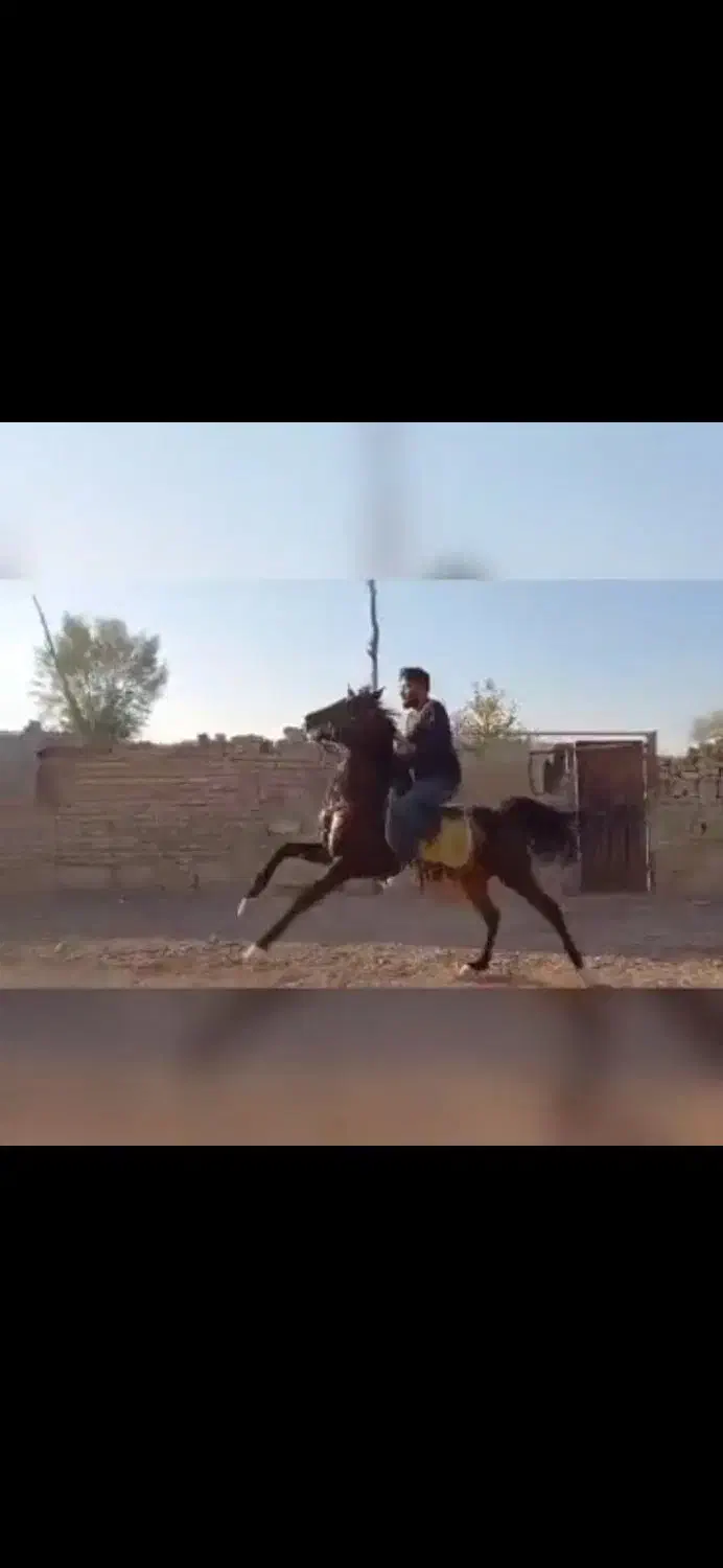 اسب‌ نریان‌|اسب و تجهیزات اسب‌سواری|زنجانرود, |دیوار