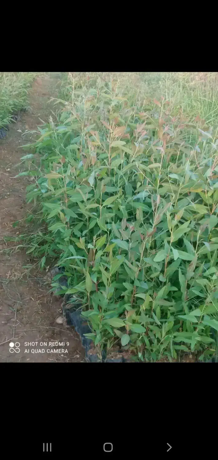 نهال آکالیپتوس(آکالاتوس)|گل و گیاه طبیعی|گتوند, |دیوار