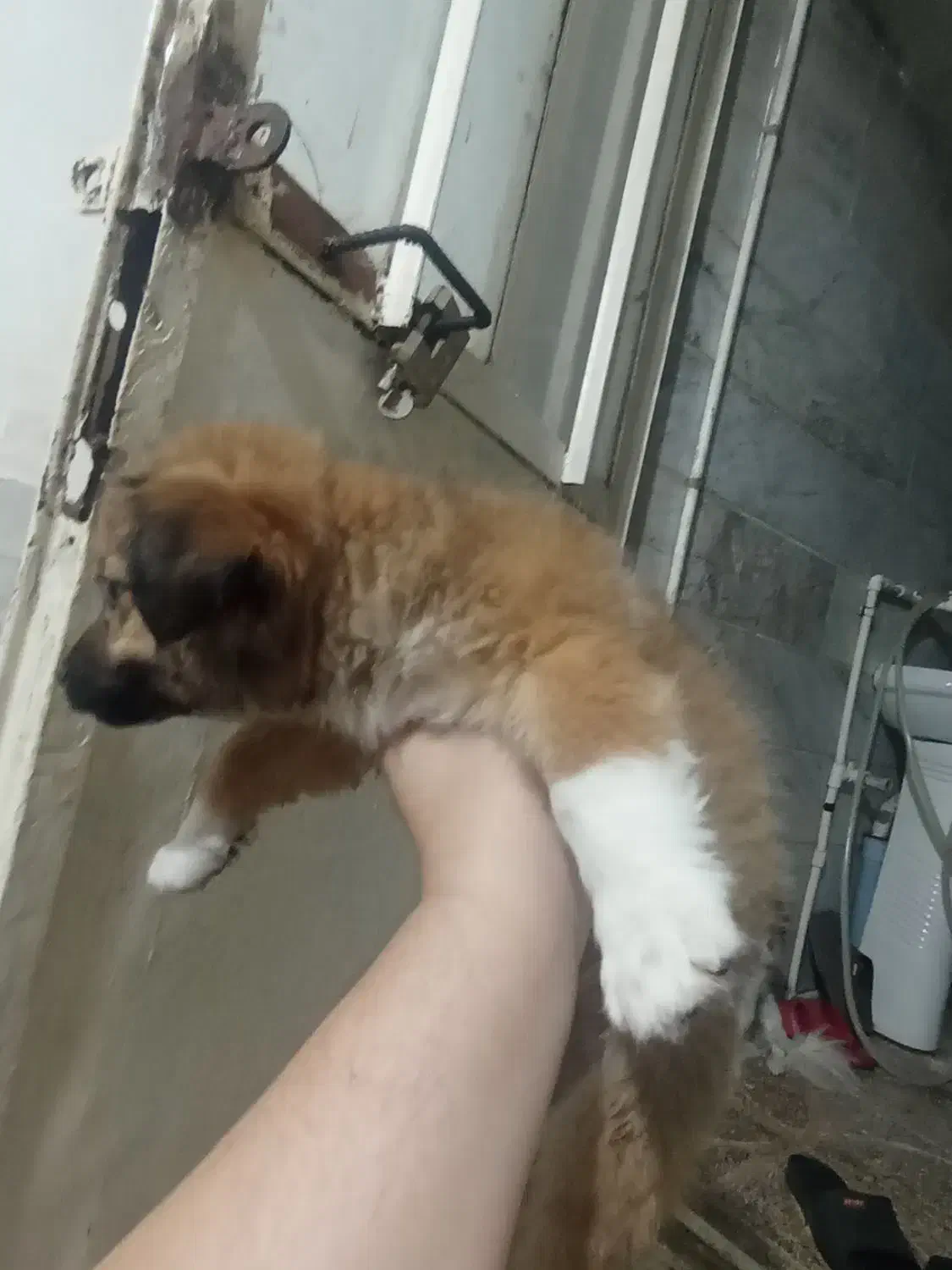 سگ پامر روباهی|سگ|ورامین, ورامین|دیوار