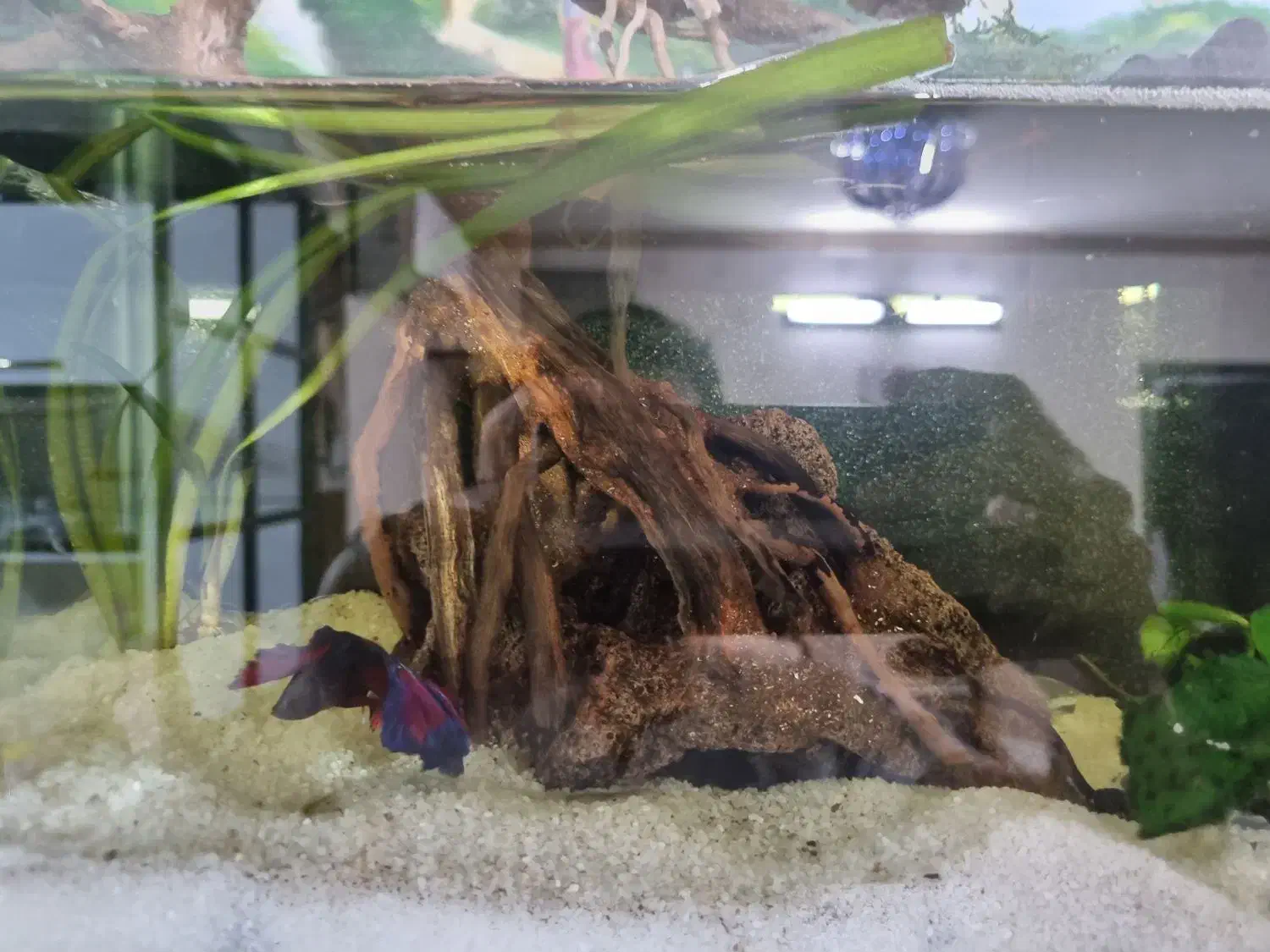 آکواریوم|ماهی|یزد, |دیوار