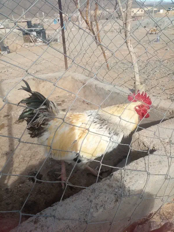 خروس|حیوانات مزرعه|سرداران, |دیوار