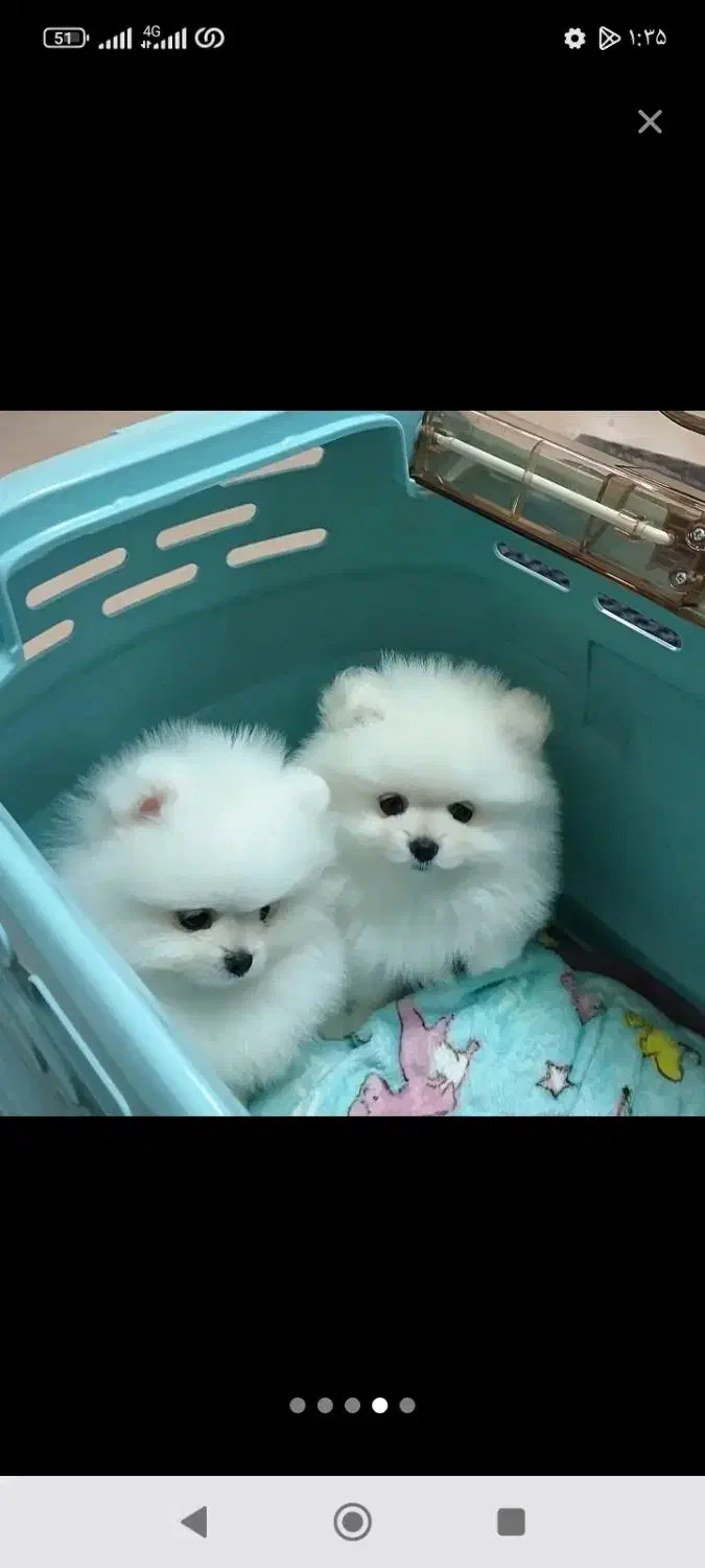 جشنواره ویژه پامر 66روزه بااف و تخفیف50درصدی|سگ|مشهد, اقبال|دیوار