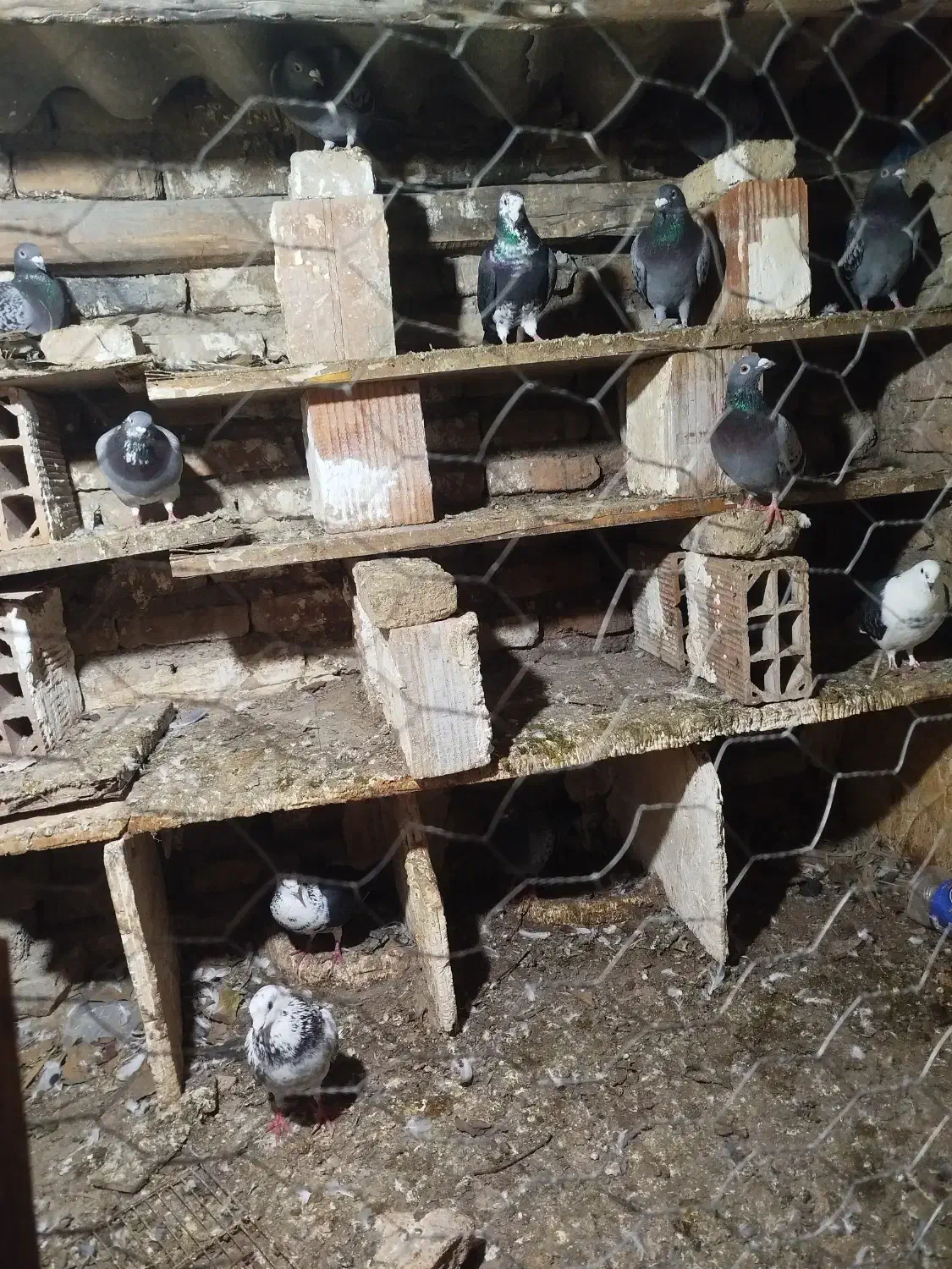 کبوتر آلمانی|پرنده|گرگان, |دیوار