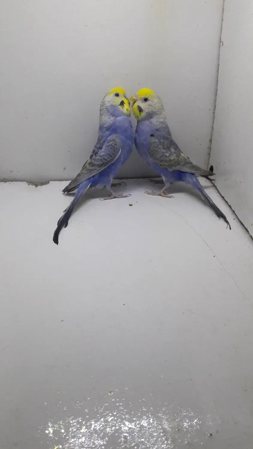 مرغ عشق رینبو رنگین کمانی با جوجه|پرنده|تهران, بهداشت|دیوار